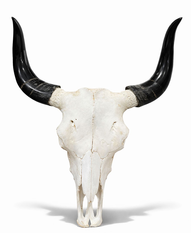 Dekoratif Boynuzlu Bufalo Kafatası Duvar Objesi Alk5319